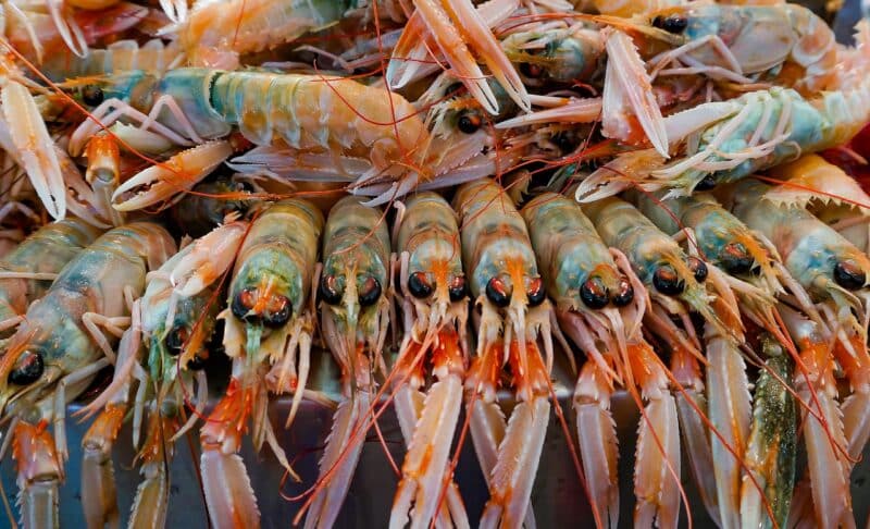 Comment bien choisir ses langoustines