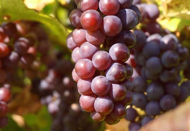 Connaissez-vous les bienfaits du raisin sur la santé ?