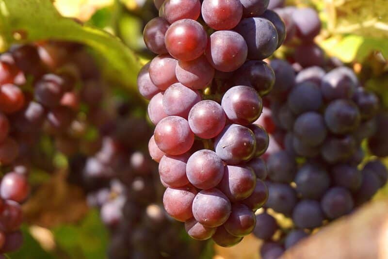 Connaissez vous les bienfaits du raisin sur la santé