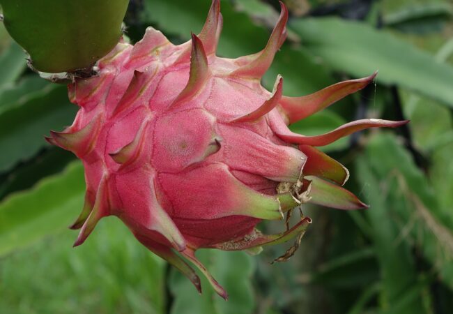 Les bienfaits fruit du dragon pour la santé