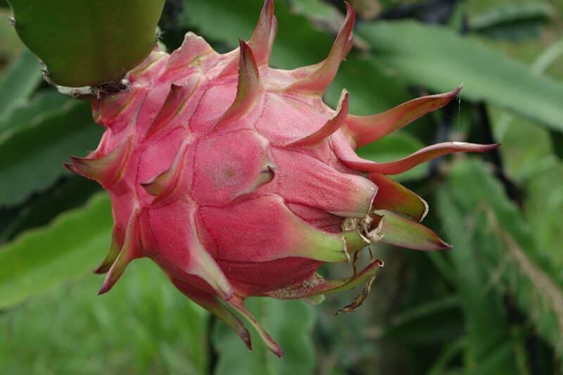 Les bienfaits fruit du dragon pour la santé