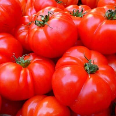 Quelle est la meilleure variété de tomates ? Et bien la choisir