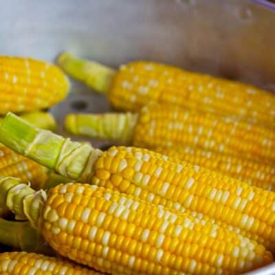 Voici tout ce que vous devez savoir sur le maïs : cuisson, recettes et secrets gourmands