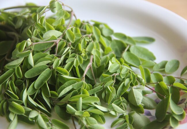 Le moringa, quels sont ses bienfaits et comment le consommer